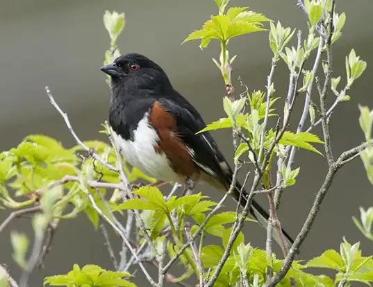 Picture of a eastern towhee (Pipilo erythrophthalmus)