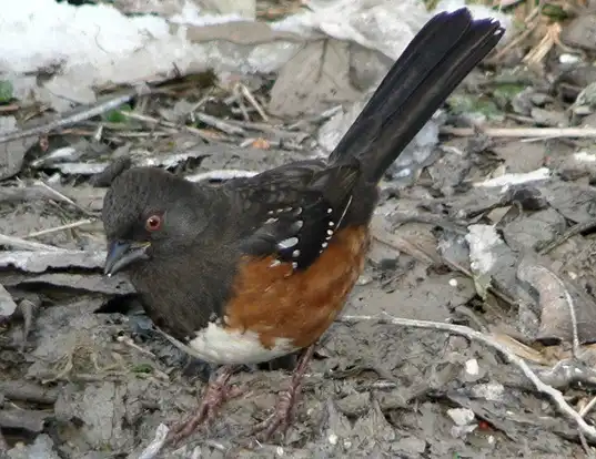 Picture of a spotted towhee (Pipilo maculatus)