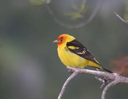 Picture of a western tanager (Piranga ludoviciana)