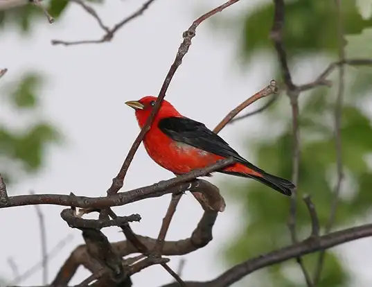 Picture of a scarlet tanager (Piranga olivacea)