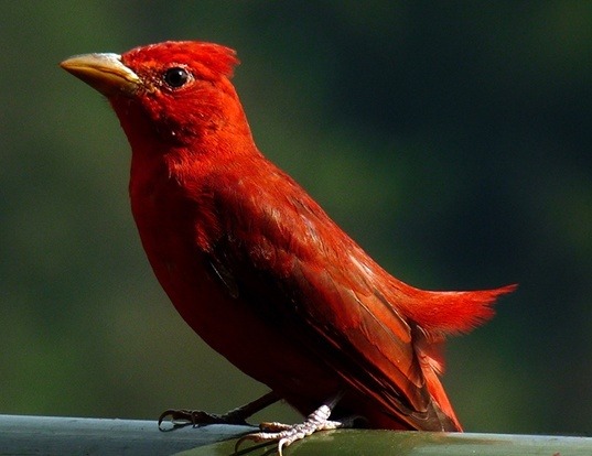 Picture of a summer tanager (Piranga rubra)