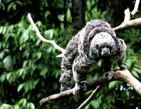 Picture of a geoffroy's monk saki (Pithecia monachus)