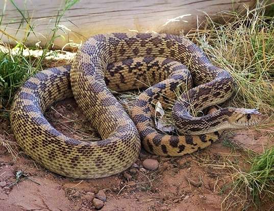 Picture of a bullsnake and gopher snake (Pituophis catenifer)