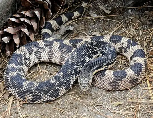 Picture of a gopher snake (Pituophis melanoleucus melanoleucus)