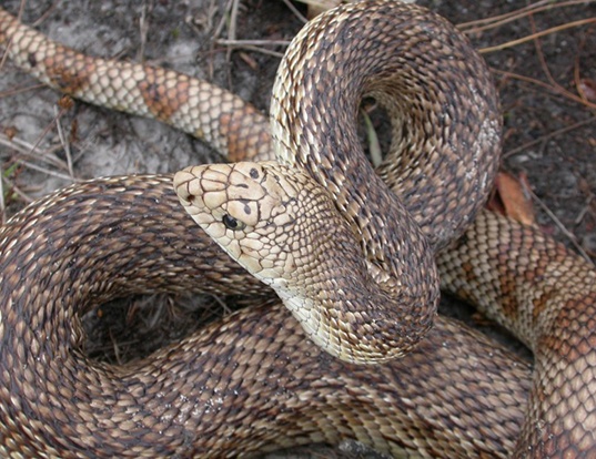 Picture of a florida pine snake (Pituophis melanoleucus mugitus)