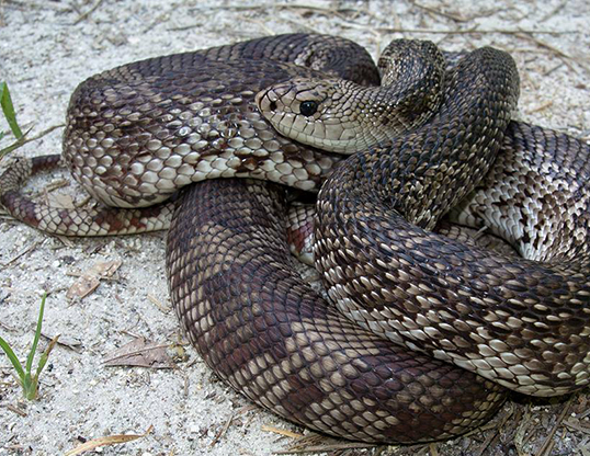 Picture of a pinesnake (Pituophis melanoleucus)