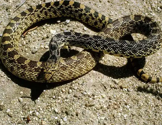 Picture of a pinesnake (Pituophis melanoleucus)