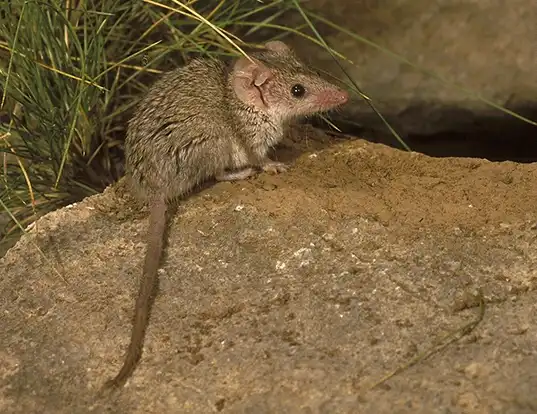 Picture of a long-tailed planigale (Planigale ingrami)