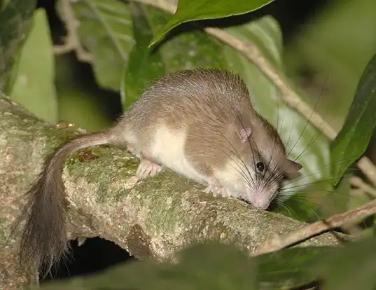 Picture of a malabar spiny dormouse (Platacanthomys lasiurus)