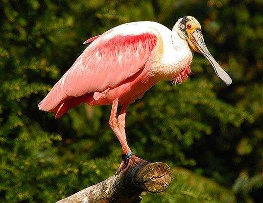 Picture of a roseate spoonbill (Platalea ajaja)
