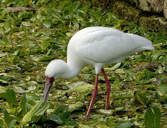 Picture of a african spoonbill (Platalea alba)