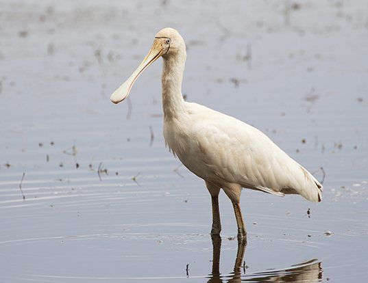 Picture of a yellow-billed spoonbill (Platalea flavipes)