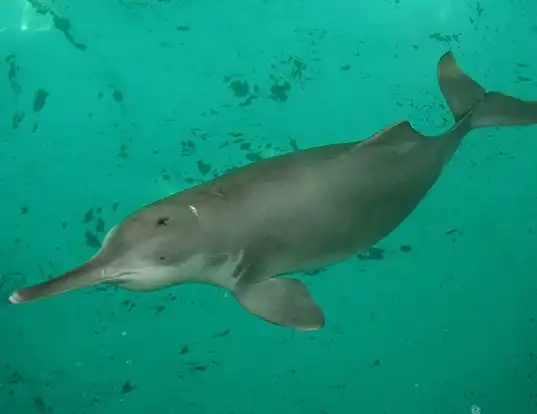 Picture of a ganges river dolphin (Platanista gangetica)