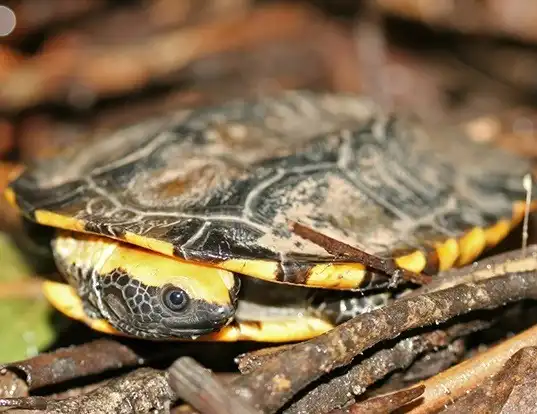 Picture of a twistneck turtle (Platemys platycephala)