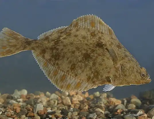 Picture of a european flounder (Platichthys flesus)