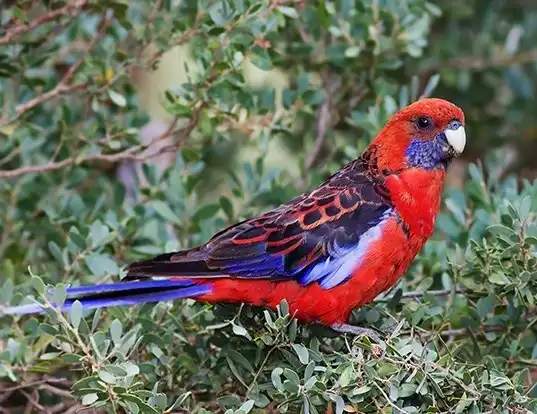 Picture of a crimson rosella (Platycercus elegans)