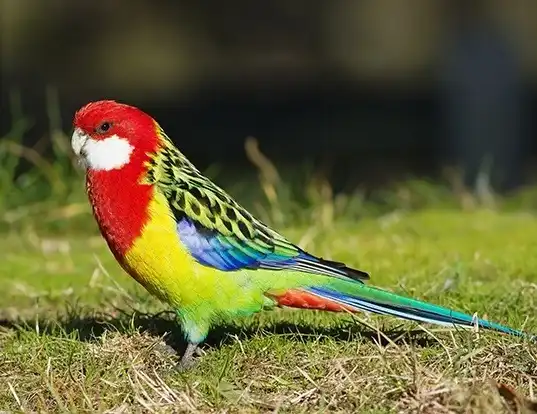 Picture of a eastern rosella (Platycercus eximius)