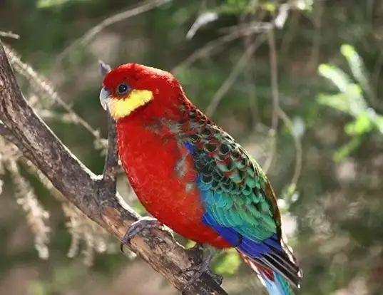 Picture of a western rosella (Platycercus icterotis)