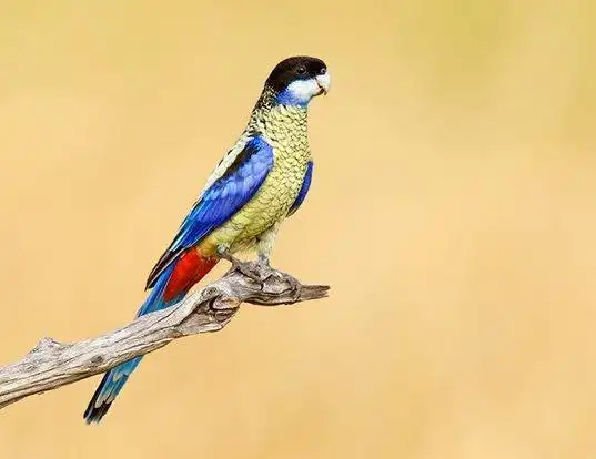 Picture of a northern rosella (Platycercus venustus)