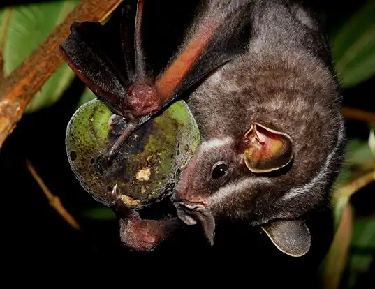 Picture of a white-lined broad-nosed bat (Platyrrhinus lineatus)
