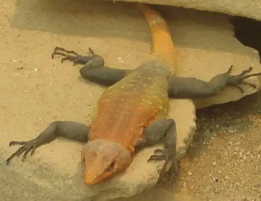 Picture of a emperor flat lizard (Platysaurus imperator)