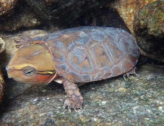 Picture of a big-headed turtle (Platysternon megacephalum)