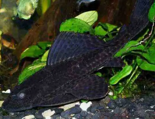 Picture of a armored catfish (Plecostomus punctatus)