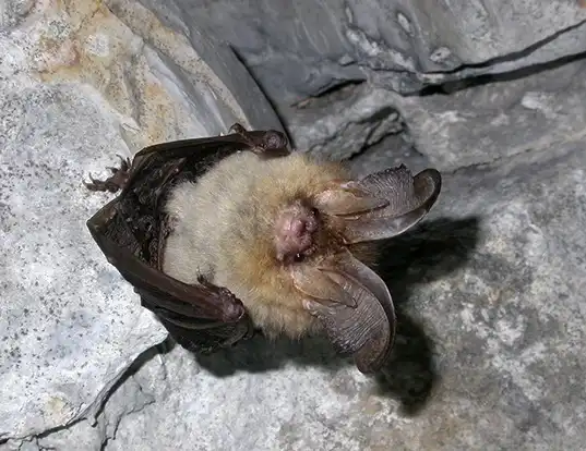 Picture of a brown big-eared bat (Plecotus auritus)
