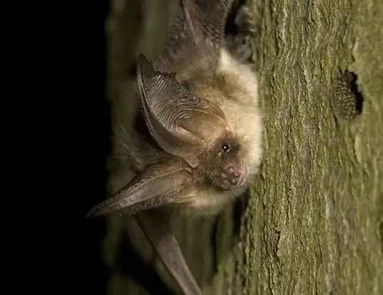 Picture of a gray big-eared bat (Plecotus austriacus)