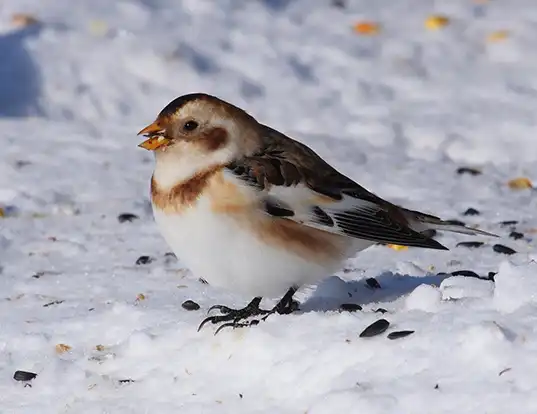 Picture of a snow bunting (Plectrophenax nivalis)