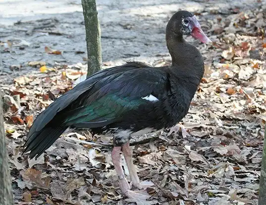 Picture of a spur-winged goose (Plectropterus gambensis)