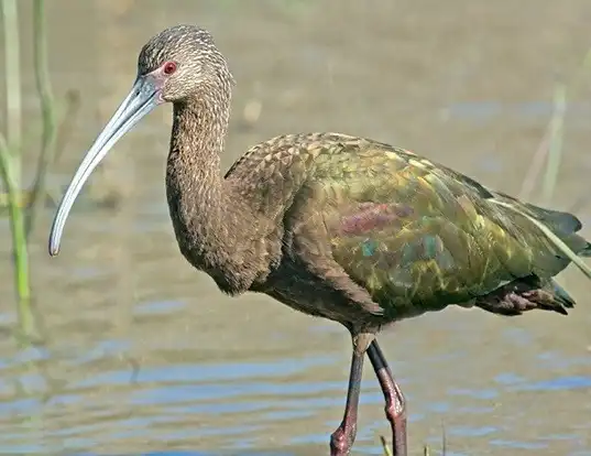 Picture of a white-faced ibis (Plegadis chihi)