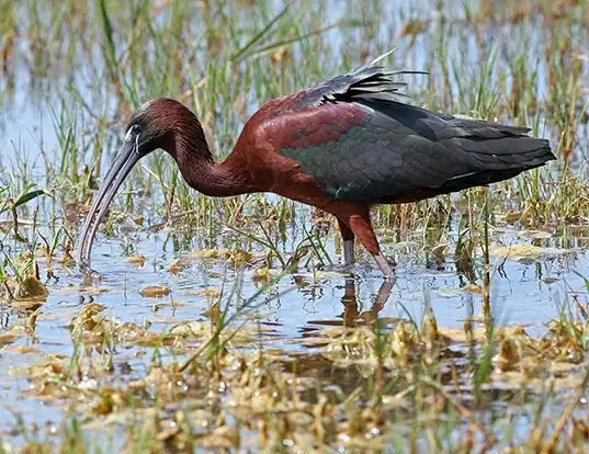 Picture of a glossy ibis (Plegadis falcinellus)