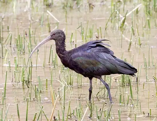Picture of a puna ibis (Plegadis ridgwayi)