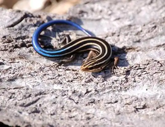 Picture of a five-lined skink (Plestiodon fasciatus)