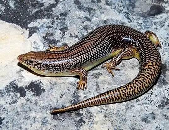 Picture of a great plains skink (Plestiodon obsoletus)