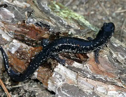 Picture of a white-spotted slimy salamander (Plethodon cylindraceus)