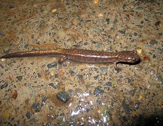 Picture of a dunn's salamander (Plethodon dunni)