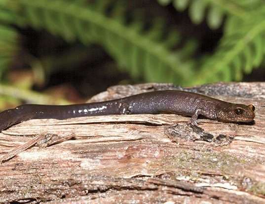 Picture of a del norte salamander (Plethodon elongatus)
