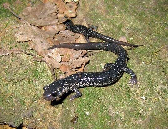 Picture of a slimy salamander (Plethodon glutinosus)