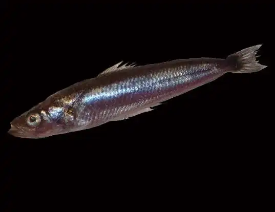 Picture of a antarctic silverfish (Pleuragramma antarctica)