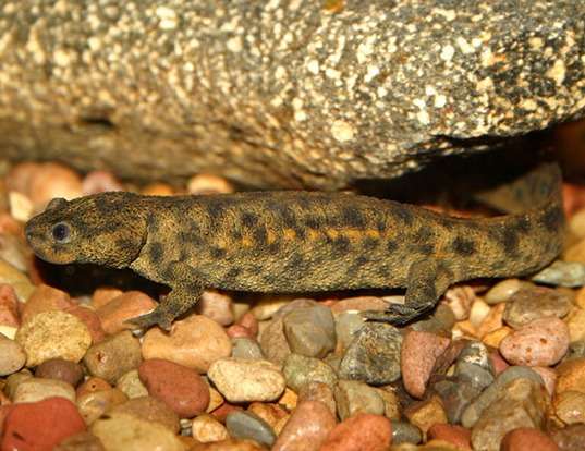 Picture of a spanish ribbed newt (Pleurodeles walti)