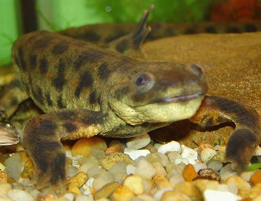 Picture of a sharp-ribbed salamander (Pleurodeles waltl)