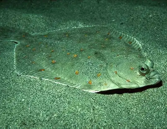 Picture of a european plaice (Pleuronectes platessa)