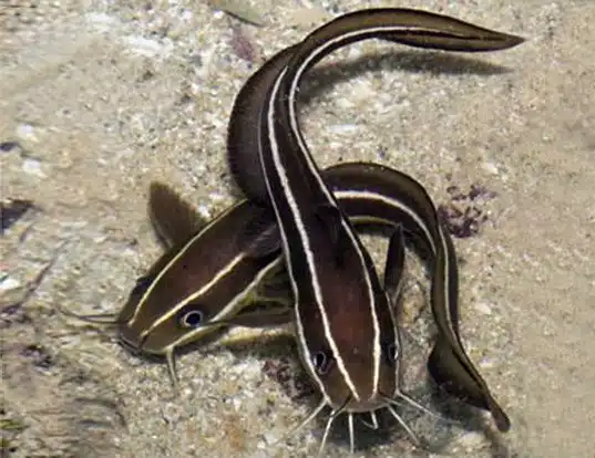 Picture of a striped eel-catfish (Plotosus lineatus)