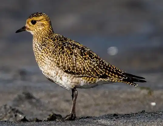 Picture of a european golden-plover and greater golden-plover (Pluvialis apricaria)