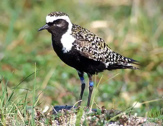 Picture of a american golden plover (Pluvialis dominica)