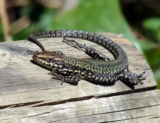 Picture of a wall lizard (Podarcis muralis)