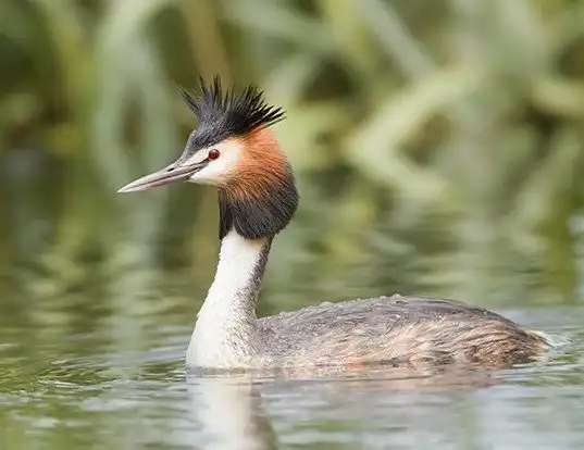 Picture of a great crested grebe (Podiceps cristatus)