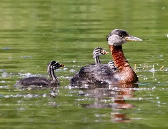 Picture of a red-necked grebe (Podiceps grisegena)